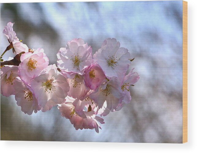 Cherry Blossoms And Heavenly Bokeh Wood Print featuring the photograph Giving Thanks by Byron Varvarigos