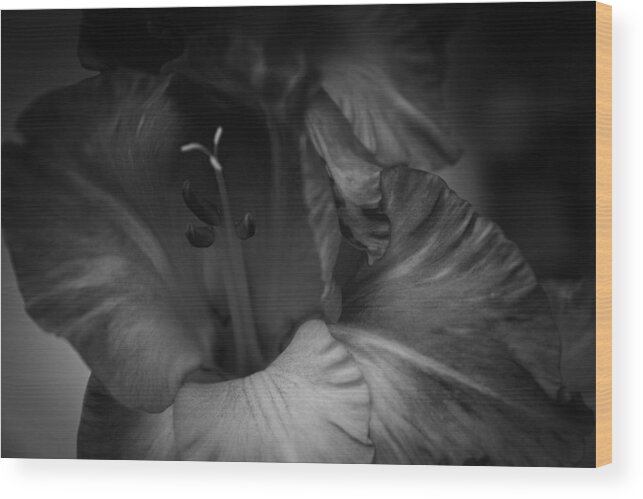 Flower Photography Wood Print featuring the photograph Gladiolus Morning by Ben Shields