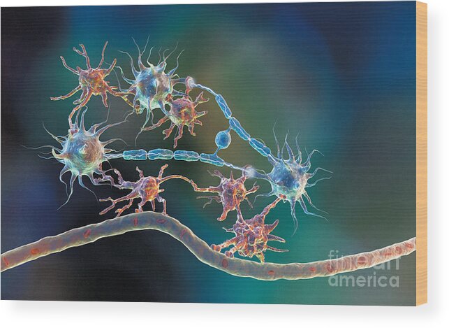 Glia Wood Print featuring the photograph Glia and Neurons by Hybrid Medical Animation