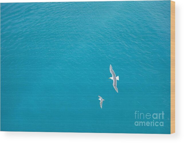 Birds Wood Print featuring the photograph Gliding Seagulls by Jacqueline Athmann