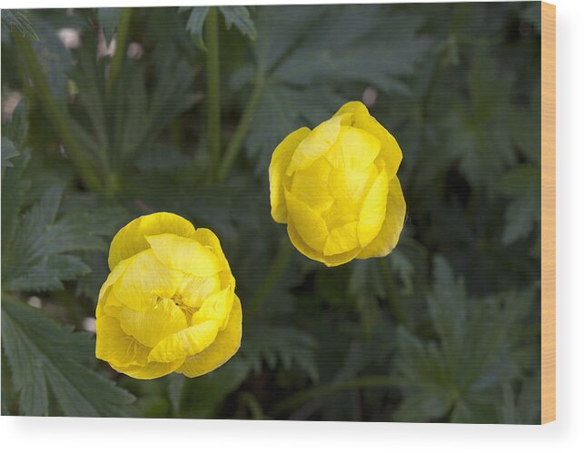 Angiosperms Wood Print featuring the photograph Globe Flower by Hal Horwitz