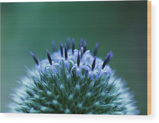 Outdoors Wood Print featuring the photograph Globe Thistle by Laszlo Podor