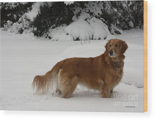 Golden Retriever Wood Print featuring the photograph Glorious Girl by Veronica Batterson