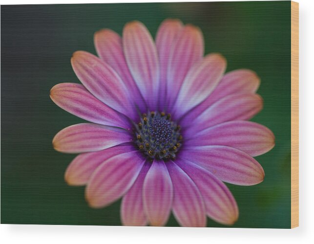Flower Wood Print featuring the photograph Glowing Pink by John Hoey