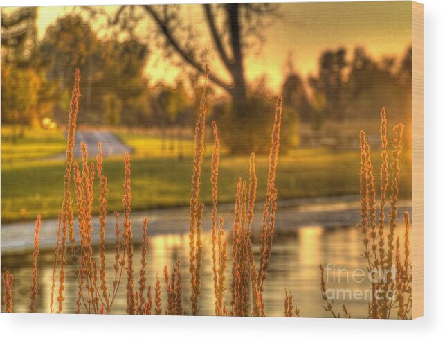 Hdr Wood Print featuring the photograph Glowing Plants in a Pond by Jim Lepard