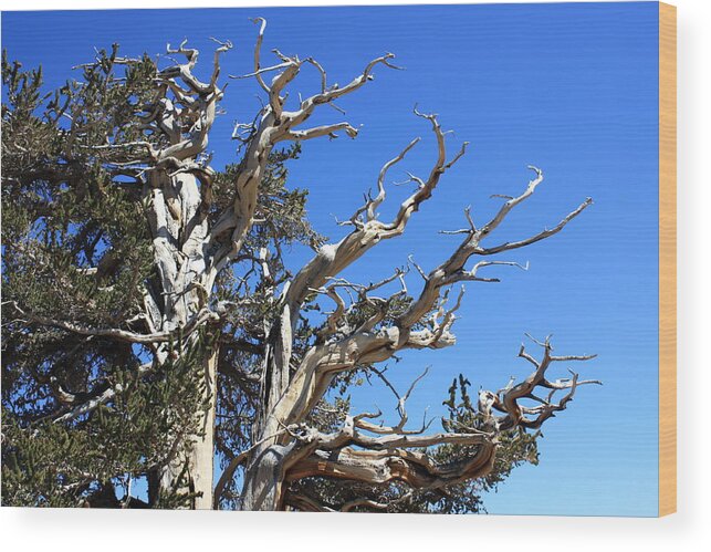 Ancient Wood Print featuring the photograph Gnarly Branches by Daniel Schubarth