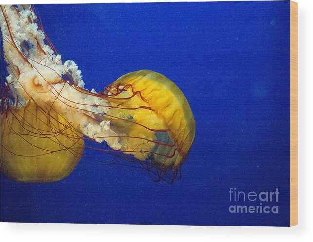 Jellyfish Wood Print featuring the photograph Go With The Flow by George DeLisle