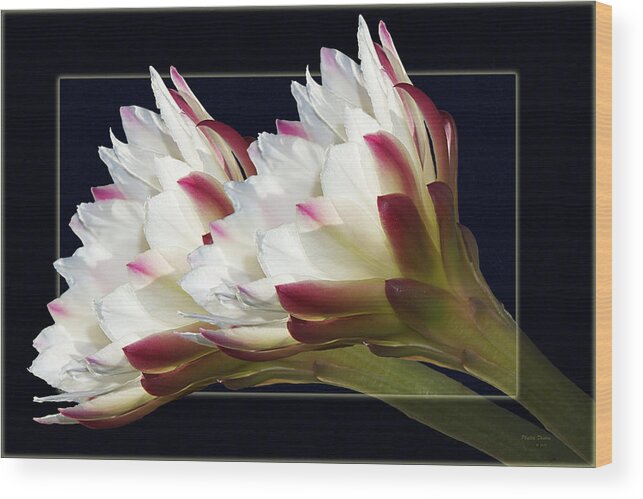 Flowers Wood Print featuring the photograph God's Trumpets by Phyllis Denton