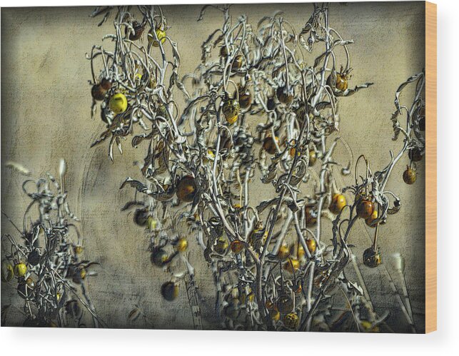 Plant Wood Print featuring the photograph Gold and Gray - Silver Nightshade by Nadalyn Larsen
