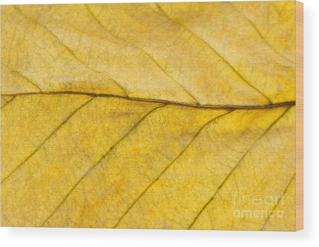 Autumn Wood Print featuring the photograph Golden Beech Leaf by Anne Gilbert