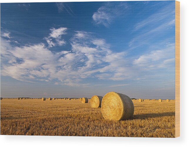 Cut Wheat Field Photograph Wood Print featuring the photograph Golden Brown by Nebojsa Novakovic
