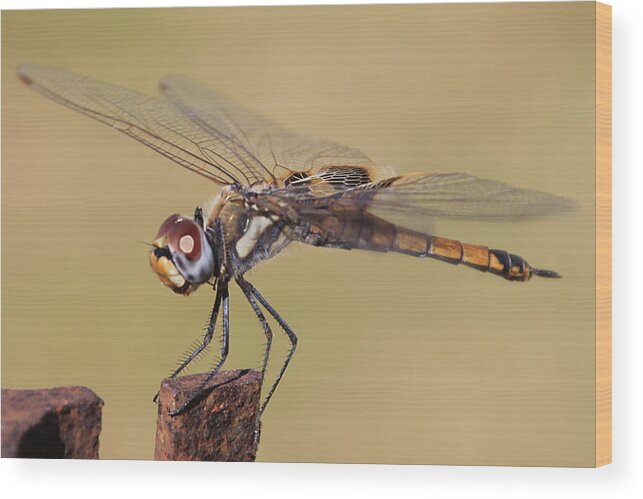 Dragon Fly Wood Print featuring the photograph Golden Brown V2 by Douglas Barnard