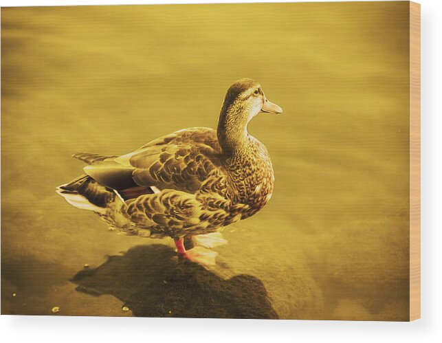 Photography Wood Print featuring the photograph Golden Duck by Nicola Nobile