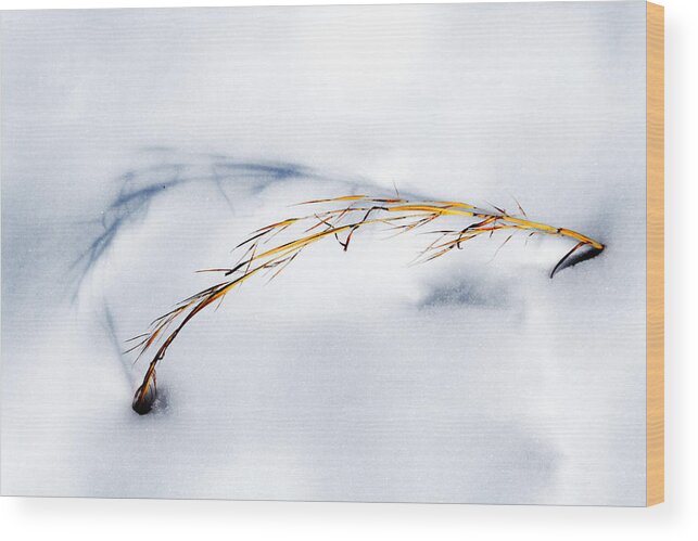 Photo Wood Print featuring the photograph Golden Grass and Shadow in Snow by John Haldane