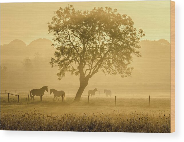 Landscape Wood Print featuring the photograph Golden Horses by Richard Guijt