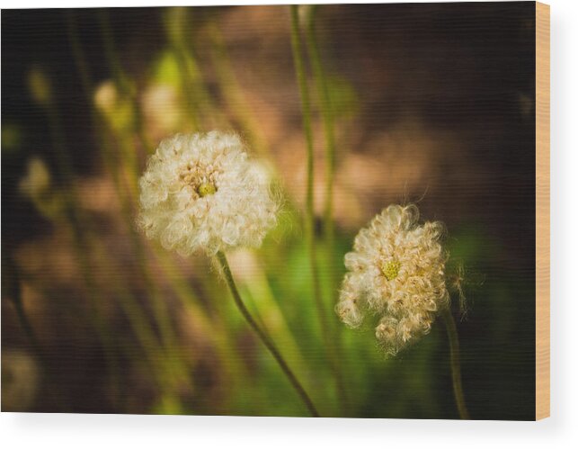 Flower Photo Wood Print featuring the photograph Golden Hour by Sara Frank