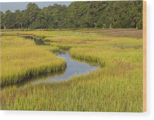 Marsh Wood Print featuring the photograph Golden Marsh by Patricia Schaefer
