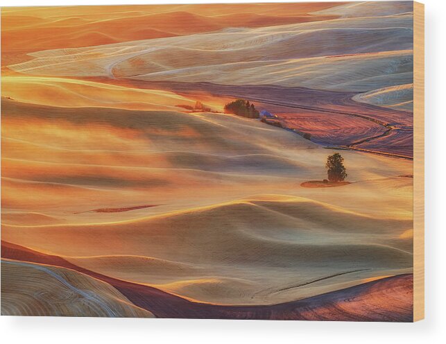 Gold Wood Print featuring the photograph Golden Palouse by Lydia Jacobs