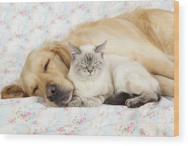 Dog Wood Print featuring the photograph Golden Retriever And Cat by John Daniels