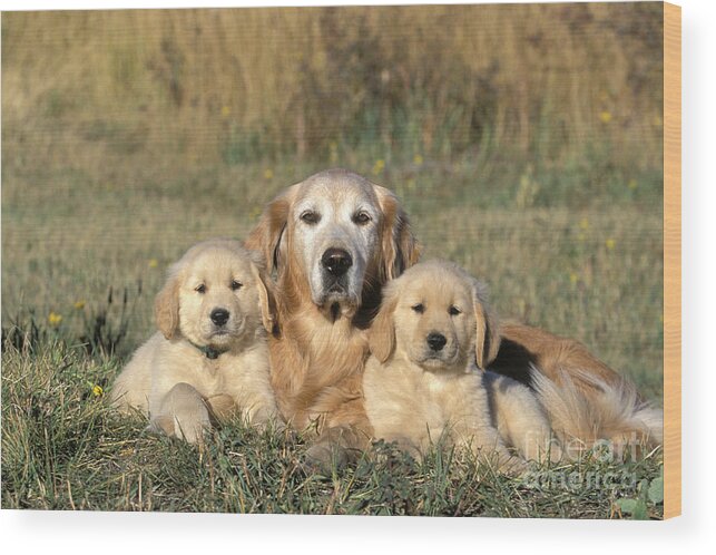 Golden Retriever Wood Print featuring the photograph Golden Retriever With Puppies by Rolf Kopfle