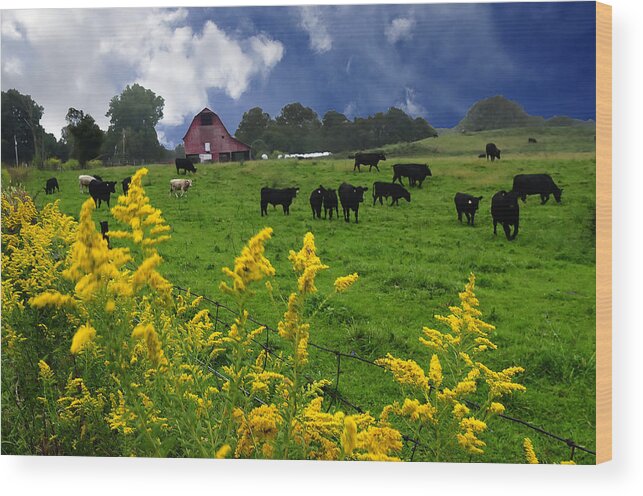Golden Rod Wood Print featuring the photograph Golden Rod Black Angus Cattle by Randall Branham