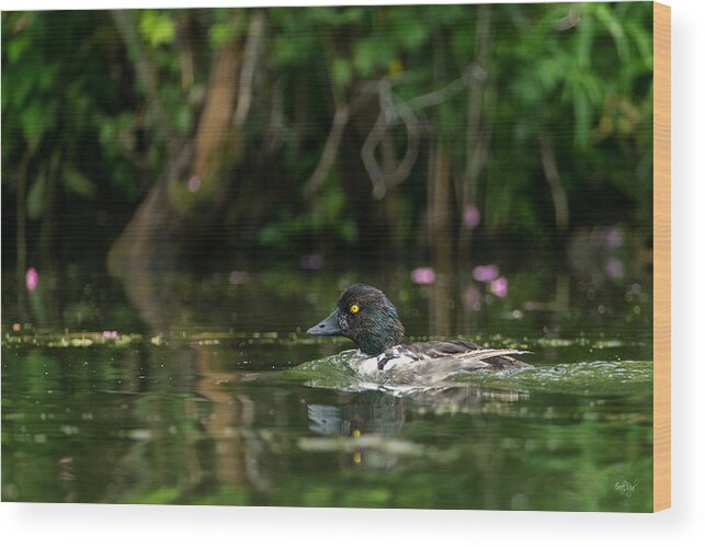 Goldeneye Wood Print featuring the photograph Goldeneye by Everet Regal