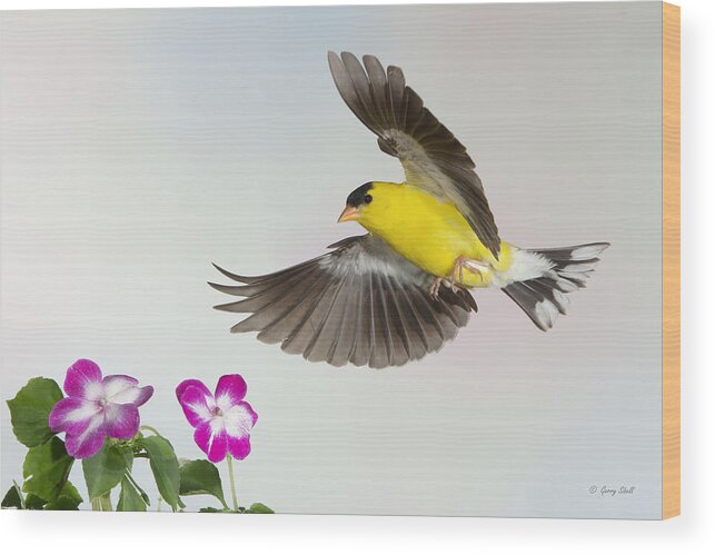 Nature Wood Print featuring the photograph Goldie Confronting His Impatiens by Gerry Sibell
