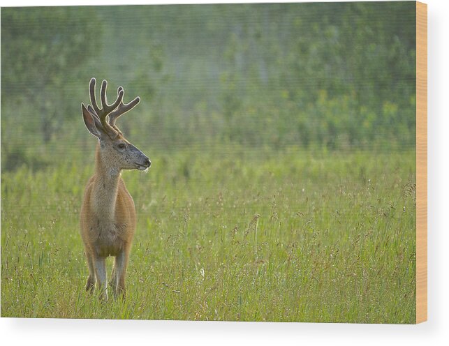 Alberta Wood Print featuring the photograph Good Morning Deer by Bill Cubitt