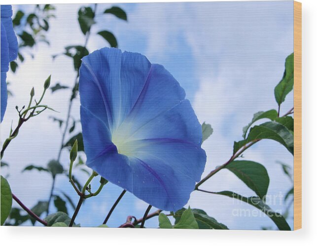 Floral Wood Print featuring the photograph Good Morning Glory by Cathy Beharriell