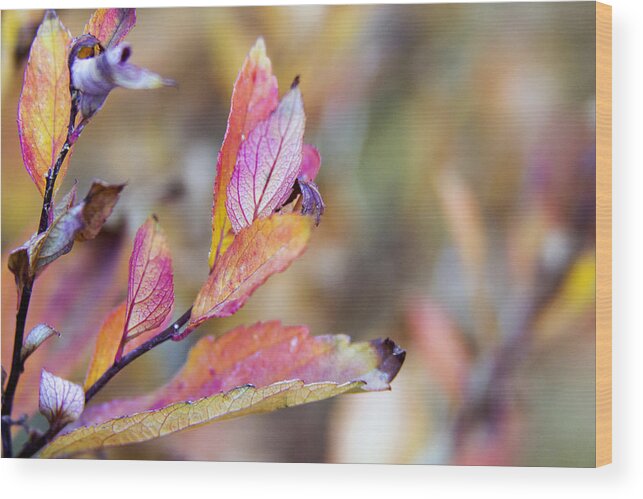 Autumn Wood Print featuring the photograph Goodbye to Autumn by Dana Moyer