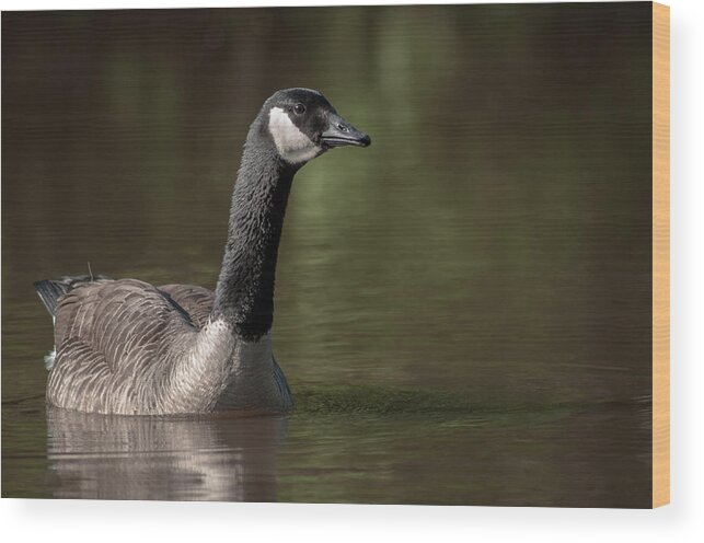 Goose On Water Wood Print featuring the photograph Goose On Pond by Len Romanick
