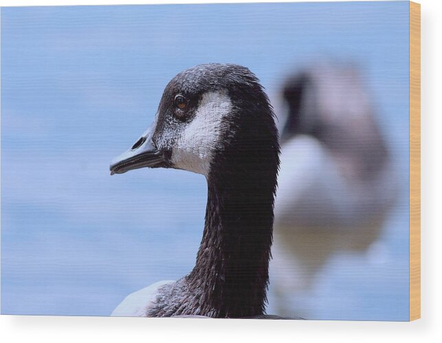 Canadian Goose Wood Print featuring the photograph Goose Portrait by Lesa Fine