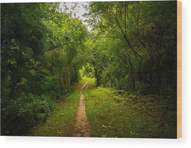 Gosnell Big Woods Wood Print featuring the photograph Gosnell Big Woods Trail by Tim Buisman