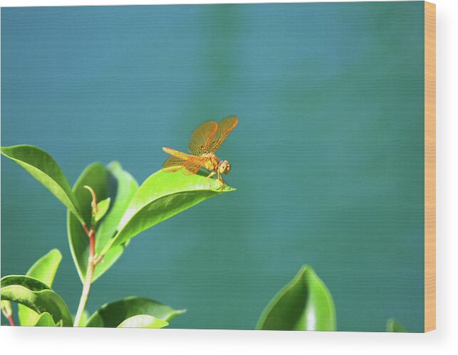 Dragonfly Wood Print featuring the photograph Gossamar Wings by James Knight