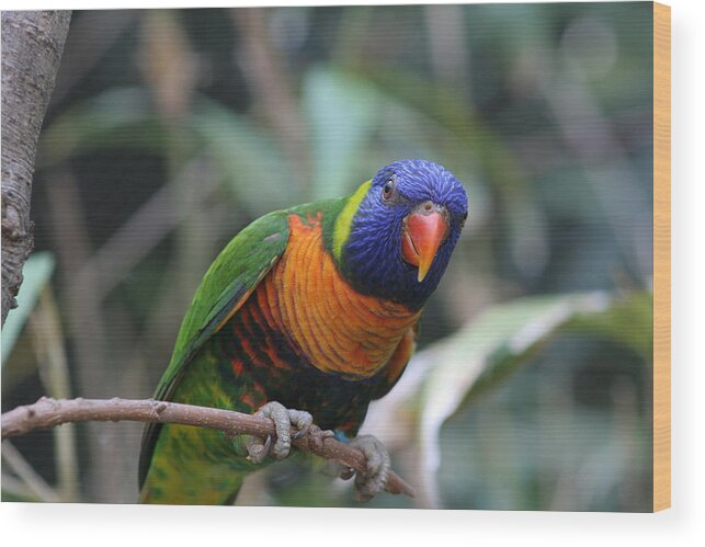 Lorie Wood Print featuring the photograph Curious Lorikeet by Valerie Collins