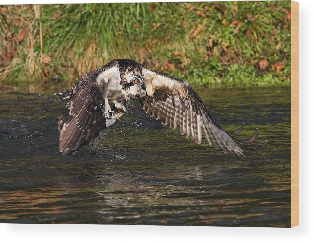 Osprey With Catch Wood Print featuring the photograph Gotcha by Mike Farslow