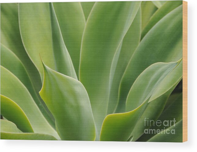 Agave Wood Print featuring the photograph Graceful Agave by Sarah Schroder