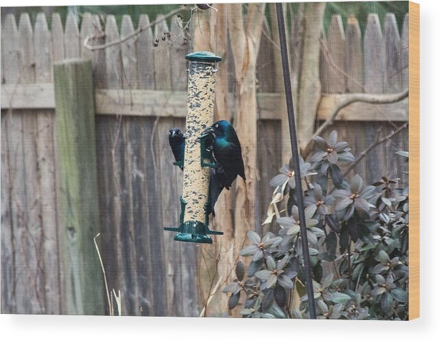 Grackle Wood Print featuring the photograph Grackle Long Island NY by Susan Jensen