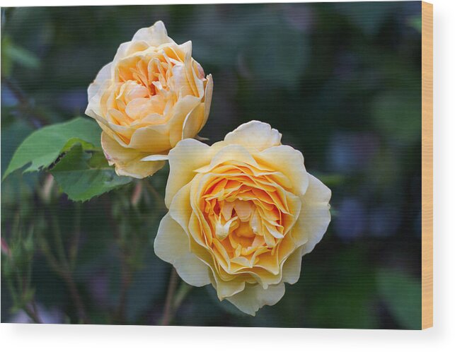 Blooming Wood Print featuring the photograph Graham Thomas Rose Flowers by Michael Russell
