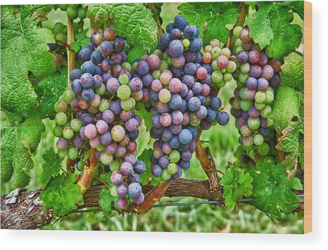 Bunches Of Ripe Grapes On The Vine In A Vineyard. Wood Print featuring the photograph Grapes by David Kay