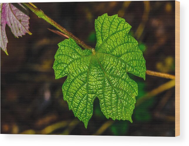 Grape Leaves Wood Print featuring the photograph Grapes of Rath by Louis Dallara
