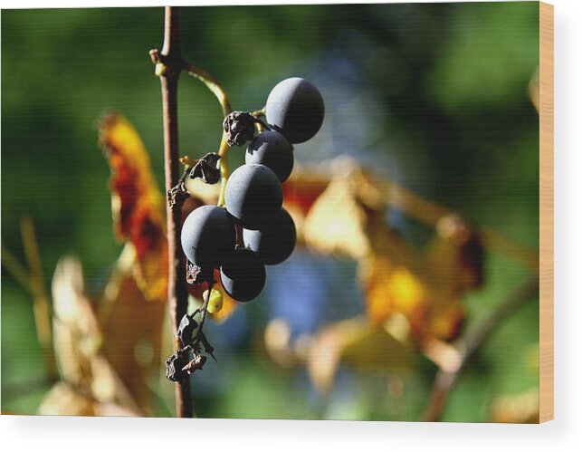 Grape Wood Print featuring the photograph Grapes on the Vine No.2 by Neal Eslinger