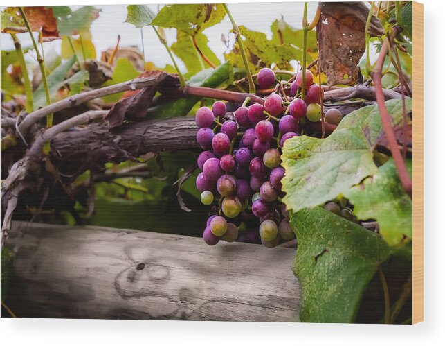 Grape Wood Print featuring the photograph Grapes on the Vine by Ron Pate