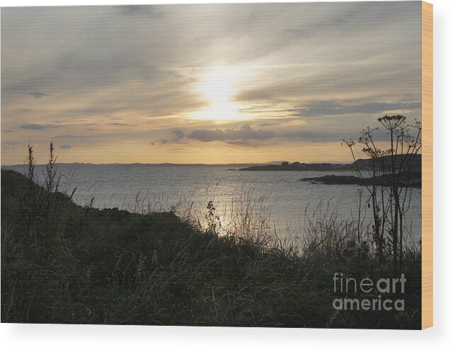 Sunset In Eli Wood Print featuring the photograph Grass in the setting sun by Elena Perelman