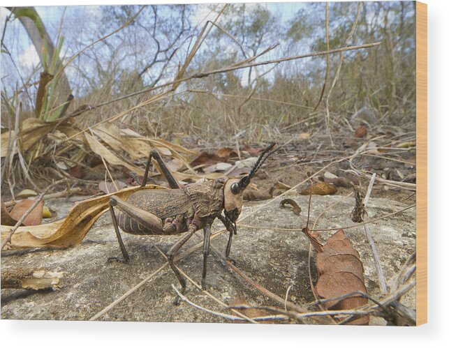 496564 Wood Print featuring the photograph Grasshopper In Woodland Gorongosa by Piotr Naskrecki