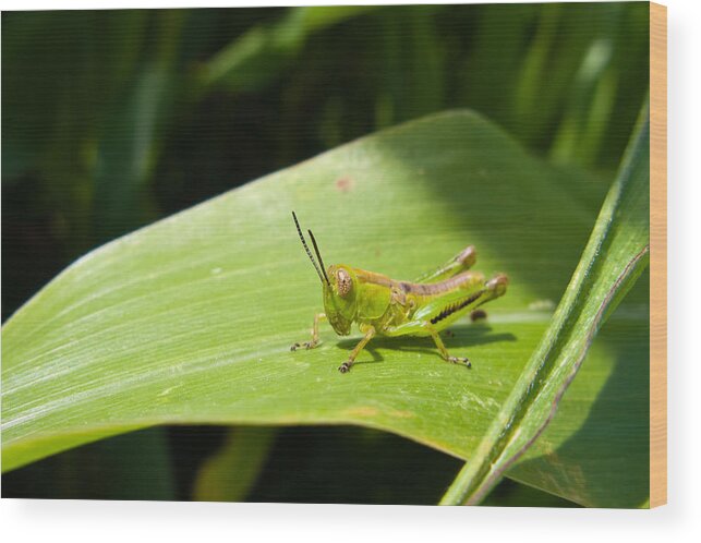 Antenna Wood Print featuring the photograph Grasshopper on Corn Leaf  by Lars Lentz