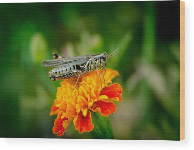 Grasshopper Wood Print featuring the photograph Grasshopper on Marigold by Crystal Wightman