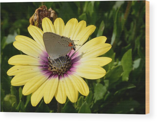Gray Hairstreak Butterfly Wood Print featuring the photograph Gray Hairstreak Butterfly by Jeanne May