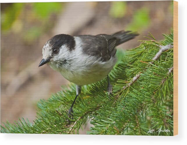 Animal Wood Print featuring the photograph Gray Jay on Fir Tree by Jeff Goulden