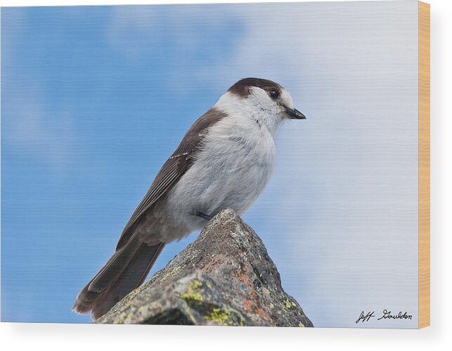 Animal Wood Print featuring the photograph Gray Jay With Blue Sky Background by Jeff Goulden